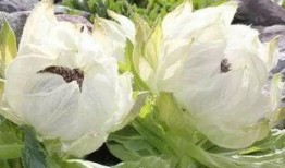 爆料雪莲作者是谁啊视频,探寻幕后创作高手